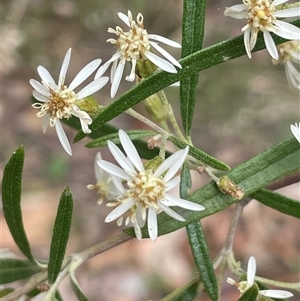 Olearia viscidula at Windellama, NSW - 2 Oct 2024