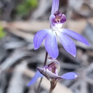 Cyanicula caerulea at Bungendore, NSW - 31 Aug 2024