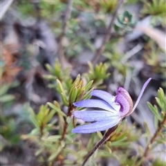 Cyanicula caerulea at Bungendore, NSW - 31 Aug 2024