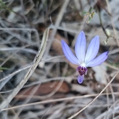 Cyanicula caerulea at Bungendore, NSW - 31 Aug 2024