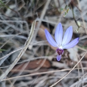 Cyanicula caerulea at Bungendore, NSW - 31 Aug 2024