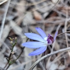 Cyanicula caerulea at Bungendore, NSW - 31 Aug 2024