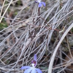 Cyanicula caerulea at Bungendore, NSW - 31 Aug 2024