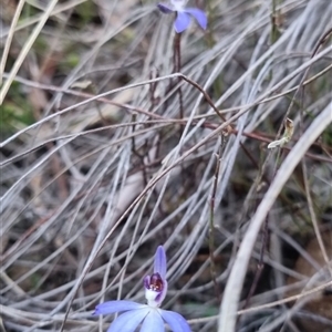 Cyanicula caerulea at Bungendore, NSW - 31 Aug 2024