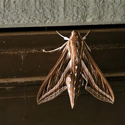 Hippotion celerio (Vine Hawk Moth) at Hawker, ACT - 2 Oct 2024 by sangio7