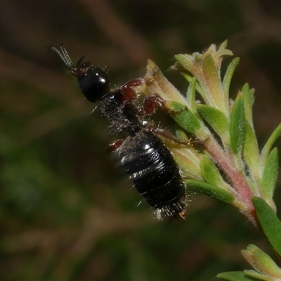 Tiphiidae (family) at Freshwater Creek, VIC - 16 Feb 2021 by WendyEM