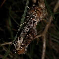 Proteuxoa sanguinipuncta (Blood-spotted Noctuid) at Freshwater Creek, VIC - 19 Feb 2021 by WendyEM