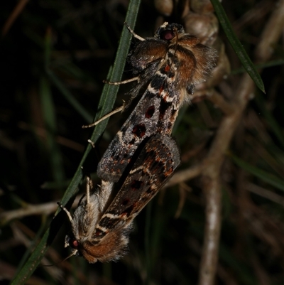 Proteuxoa sanguinipuncta (Blood-spotted Noctuid) at Freshwater Creek, VIC - 19 Feb 2021 by WendyEM