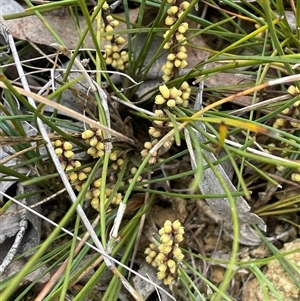 Lomandra filiformis subsp. filiformis at Windellama, NSW - 2 Oct 2024 11:57 AM