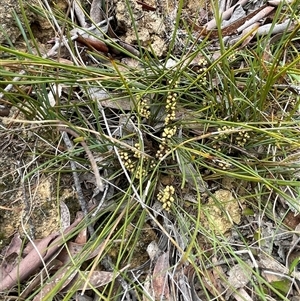 Lomandra filiformis subsp. filiformis at Windellama, NSW - 2 Oct 2024 11:57 AM