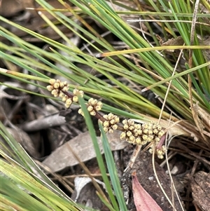 Lomandra filiformis subsp. filiformis at Windellama, NSW - 2 Oct 2024 11:57 AM