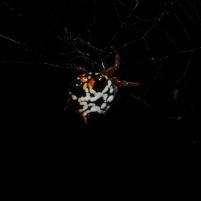 Austracantha minax (Christmas Spider, Jewel Spider) at Freshwater Creek, VIC - 19 Feb 2021 by WendyEM