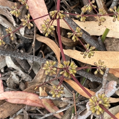 Lomandra multiflora (Many-flowered Matrush) at Windellama, NSW - 2 Oct 2024 by JaneR