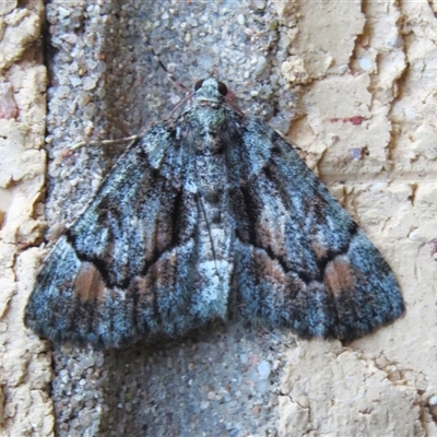 Aeolochroma metarhodata (Tea-tree Emerald) at Wanniassa, ACT - 2 Oct 2024 by JohnBundock