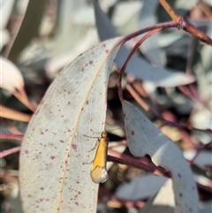 Philobota undescribed species near arabella (A concealer moth) at Bungendore, NSW - 22 Sep 2024 by clarehoneydove