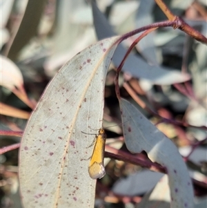 Philobota undescribed species near arabella at Bungendore, NSW - 22 Sep 2024