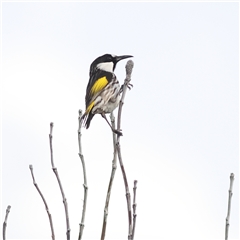 Phylidonyris niger (White-cheeked Honeyeater) at Fingal Bay, NSW - 2 Oct 2024 by MichaelWenke