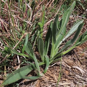 Hackelia suaveolens at Harrison, ACT - 2 Oct 2024