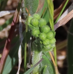 Hackelia suaveolens at Harrison, ACT - 2 Oct 2024