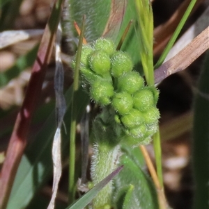 Hackelia suaveolens at Harrison, ACT - 2 Oct 2024 11:15 AM