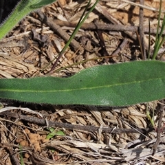 Hackelia suaveolens at Harrison, ACT - 2 Oct 2024