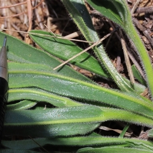 Hackelia suaveolens at Harrison, ACT - 2 Oct 2024 11:15 AM