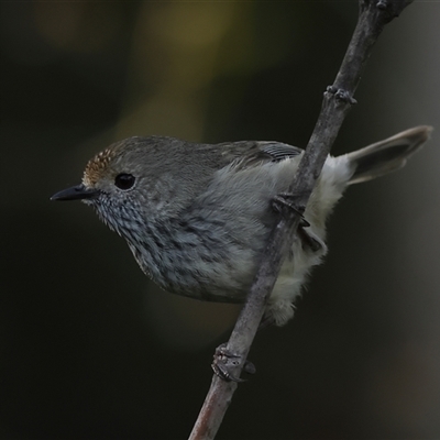 Acanthiza pusilla (Brown Thornbill) at Fingal Bay, NSW - 2 Oct 2024 by MichaelWenke