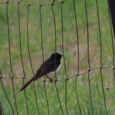 Rhipidura leucophrys (Willie Wagtail) at Harrison, ACT - 2 Oct 2024 by AndyRoo