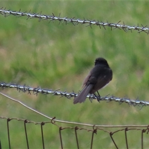 Rhipidura leucophrys at Harrison, ACT - 2 Oct 2024 12:17 PM