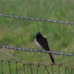 Rhipidura leucophrys at Harrison, ACT - 2 Oct 2024