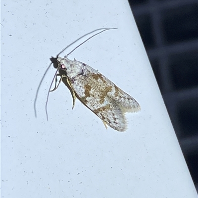 Oxythecta (genus) at Denman Prospect, ACT - 2 Oct 2024 by SteveBorkowskis