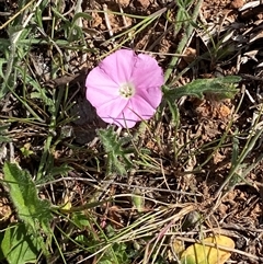 Convolvulus angustissimus subsp. angustissimus (Australian Bindweed) at Whitlam, ACT - 2 Oct 2024 by SteveBorkowskis