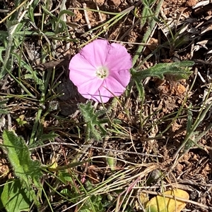 Convolvulus angustissimus subsp. angustissimus at Whitlam, ACT - 2 Oct 2024 01:25 PM
