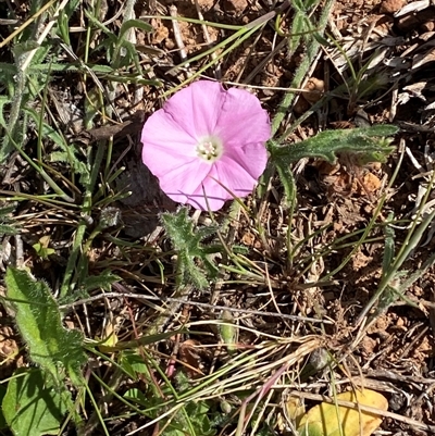 Convolvulus angustissimus subsp. angustissimus (Australian Bindweed) at Whitlam, ACT - 2 Oct 2024 by SteveBorkowskis