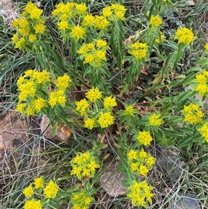 Euphorbia oblongata at Denman Prospect, ACT - 2 Oct 2024