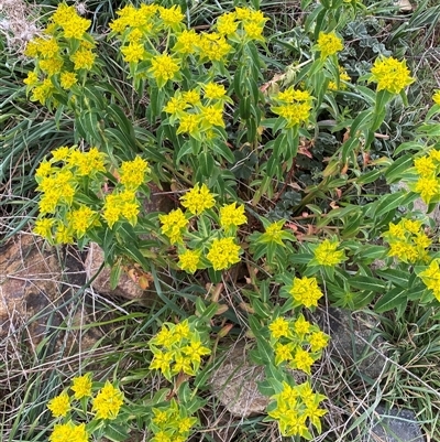 Euphorbia oblongata (Egg-leaf Spurge) at Denman Prospect, ACT - 1 Oct 2024 by SteveBorkowskis