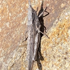 Coryphistes ruricola (Bark-mimicking Grasshopper) at Denman Prospect, ACT - 2 Oct 2024 by SteveBorkowskis