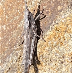 Coryphistes ruricola at Denman Prospect, ACT - 2 Oct 2024 02:13 PM