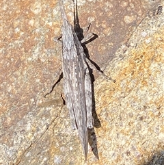 Coryphistes ruricola at Denman Prospect, ACT - 2 Oct 2024 02:13 PM