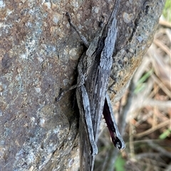 Coryphistes ruricola at Denman Prospect, ACT - 2 Oct 2024 02:13 PM