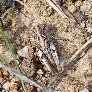 Austroicetes sp. (genus) at Denman Prospect, ACT - 2 Oct 2024