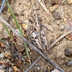 Austroicetes sp. (genus) at Denman Prospect, ACT - 2 Oct 2024 12:55 PM