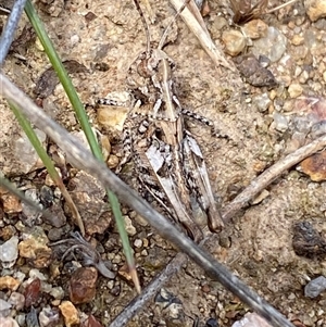 Austroicetes sp. (genus) at Denman Prospect, ACT - 2 Oct 2024