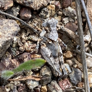 Pycnostictus seriatus at Denman Prospect, ACT - 2 Oct 2024 12:54 PM