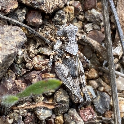 Pycnostictus seriatus (Common Bandwing) at Denman Prospect, ACT - 2 Oct 2024 by SteveBorkowskis