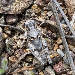 Pycnostictus seriatus at Denman Prospect, ACT - 2 Oct 2024 12:54 PM