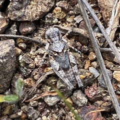 Pycnostictus seriatus at Denman Prospect, ACT - 2 Oct 2024 12:54 PM