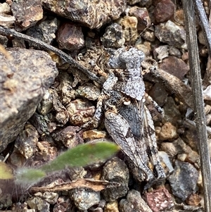 Pycnostictus seriatus at Denman Prospect, ACT - 2 Oct 2024 12:54 PM