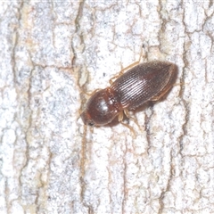 Unidentified Beetle (Coleoptera) at Aranda, ACT - 29 Sep 2024 by Harrisi