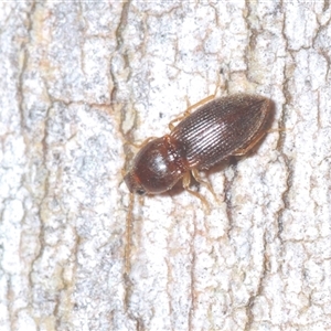 Austrocardiophorus sp. (genus) at Aranda, ACT - 29 Sep 2024 06:43 PM